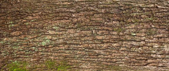 Relief texture of the brown bark of a tree with green moss and lichen on it. Panoramic image of a...