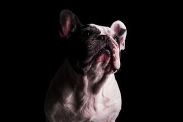 french bulldog looking up to something