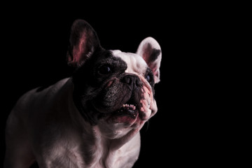 curious franch bulldog with mouth open