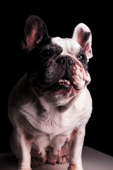 cute french bulldog female sitting