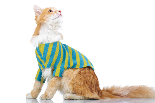 side view of a dressed cat looking up