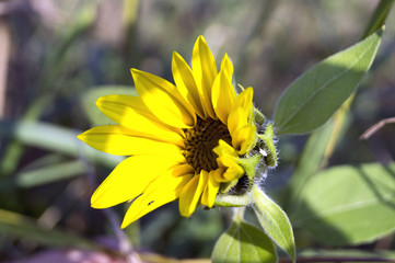 Sunflower on blurry background.