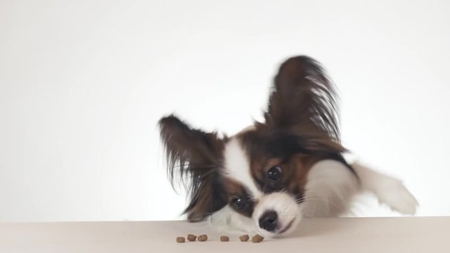 Beautiful young male dog Continental Toy Spaniel Papillon eating a dry food close-up on white background stock footage video
