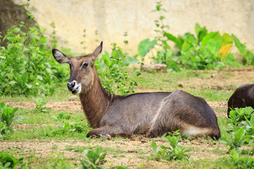 Image of Common Waterbuck (Kobus ellipsiprymnus) relax on the grass. Wildlife Animals.