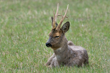 Male European roe deer resting