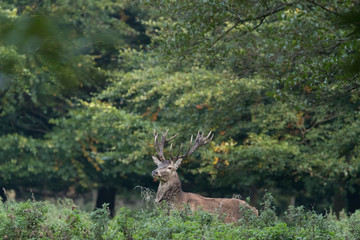 Red deer