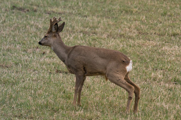Male European Roe deer with growing antlers