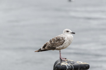 Seagull