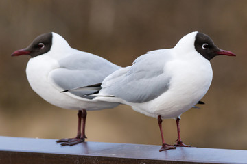 Pair of Sea gulls with brown head