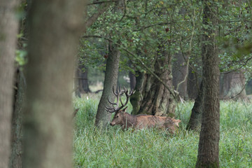 Red deer