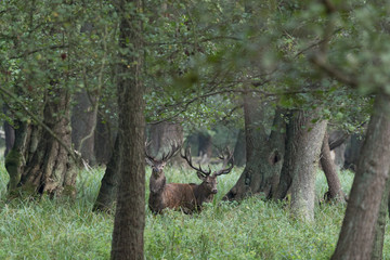 Red deer