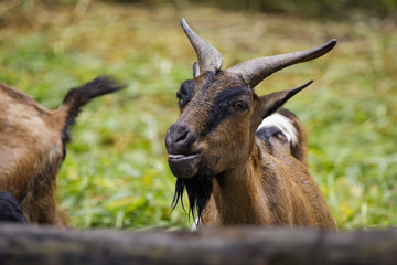 Naklejka na ściany i meble Image of a brown goat on nature background. Farm Animals.