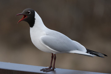 Sea gull with brown head screaming out loud