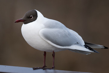 Young sea gull with brown head