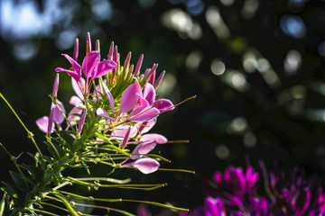 Beautiful pink Cleome hassleriana or spider flower in the morning and bokeh background