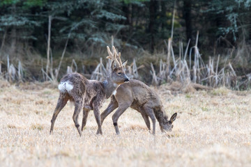 Couple of European roe deers