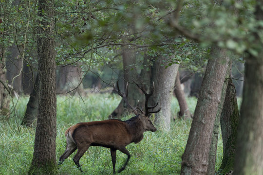 Red deer © Johannes Jensås