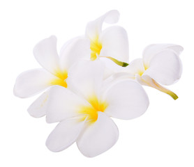 frangipani flower isolated on white backgrounds