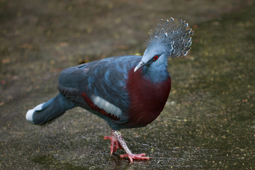 Image of Victoria crowned pigeon on nature background. Bird. Animals.