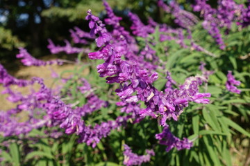 Fototapeta premium メキシカンブッシュセージ