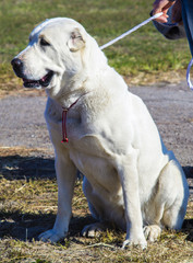 alabai central Asian shepherd dog