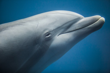 Fototapeta premium Delfino