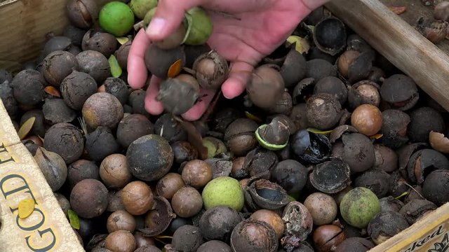 Hands of buyer Macadamia nuts  in a Maui farmers market. Hawaii, USA