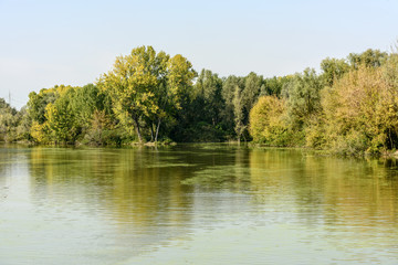 Fototapeta na wymiar lush green vegetation on shores of Mincio river, Mantua, Italy