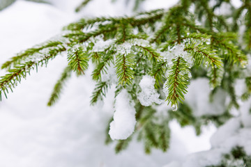 branches of coniferous tree in the snow © innazagorulko