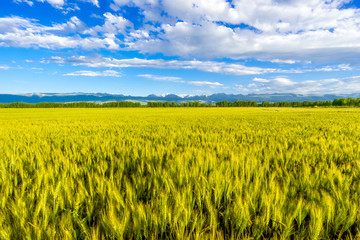 wheat field in Xinjiang,China