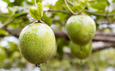 fresh passion fruit in garden,Scarlet fruit