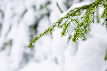 branches of coniferous tree in the snow