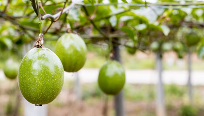 fresh passion fruit in garden,Scarlet fruit