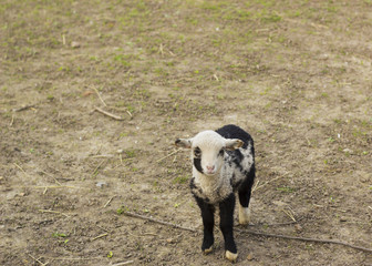 Portrait cute little black and white lamb on farm