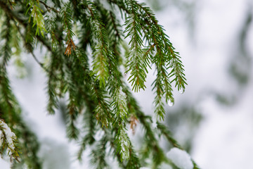 branches of coniferous tree in the snow