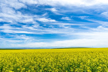 Fototapeta premium Rape flowers field in Xinjiang,China