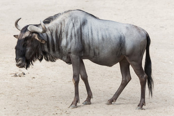 Blue wildebeest (Connochaetes taurinus)