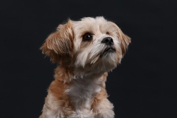 Portrait eines kleinen Hundes im Studio