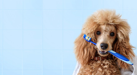 Cute dog with tooth brush on the bathroom.