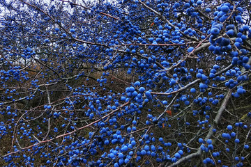 Blackthorn fruits on a bush. Blue sloe berries at early autumn. - obrazy, fototapety, plakaty