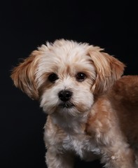 Portrait eines kleinen Hundes im Studio