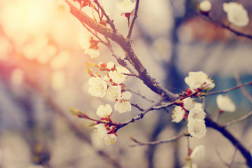 Beautiful flowers blossom in spring