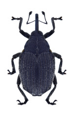 Beetle Ceutorhynchus sophiae on a white background