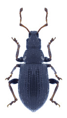 Beetle Phyllobius brevis on a white background
