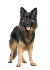 german shepherd (3 years)