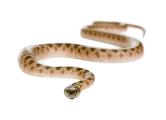 Portrait of unknown snake species, against white background, studio shot