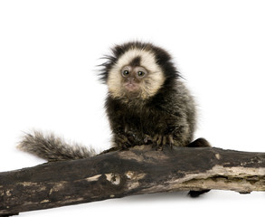 Naklejka premium Young White-headed Marmoset on piece of wood, Callithrix geoffroyi, 5 months old, in front of white background, studio shot
