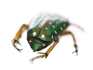 East Africa flower beetle, Stephanorrhina guttata, in front of white background, studio shot