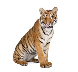 Portrait of Bengal Tiger, Panthera tigris tigris, 1 year old, sitting in front of white background, studio shot