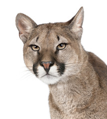 Close-up portrait of Puma cub, Puma concolor, 1 an, studio shot